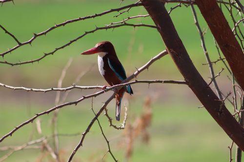 Free White-throated kingfisher perched on a thorny branch in a green landscape setting. Stock Photo