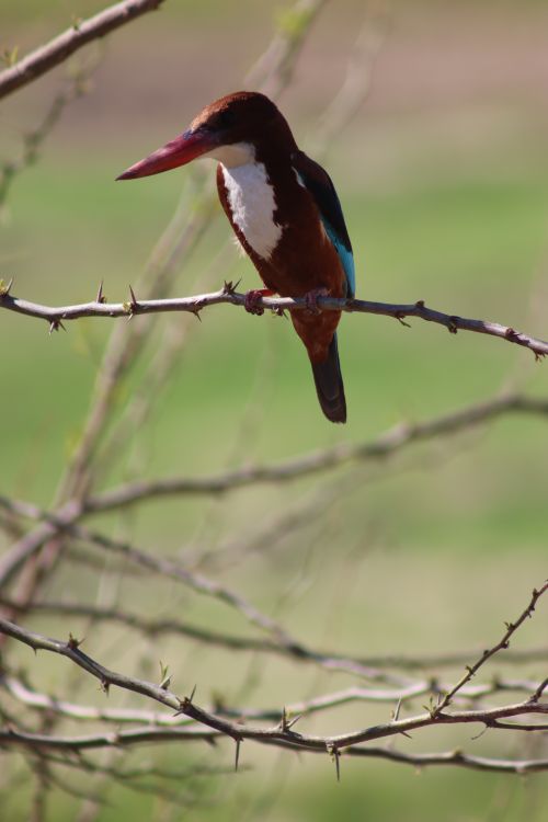 Free A vivid image of a White-Throated Kingfisher sitting on a thorny branch in natural surroundings. Stock Photo