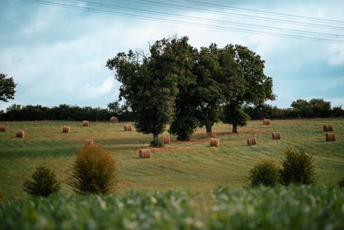 Free Serene countryside landscape with hay bales and lush trees under a clear sky. Stock Photo