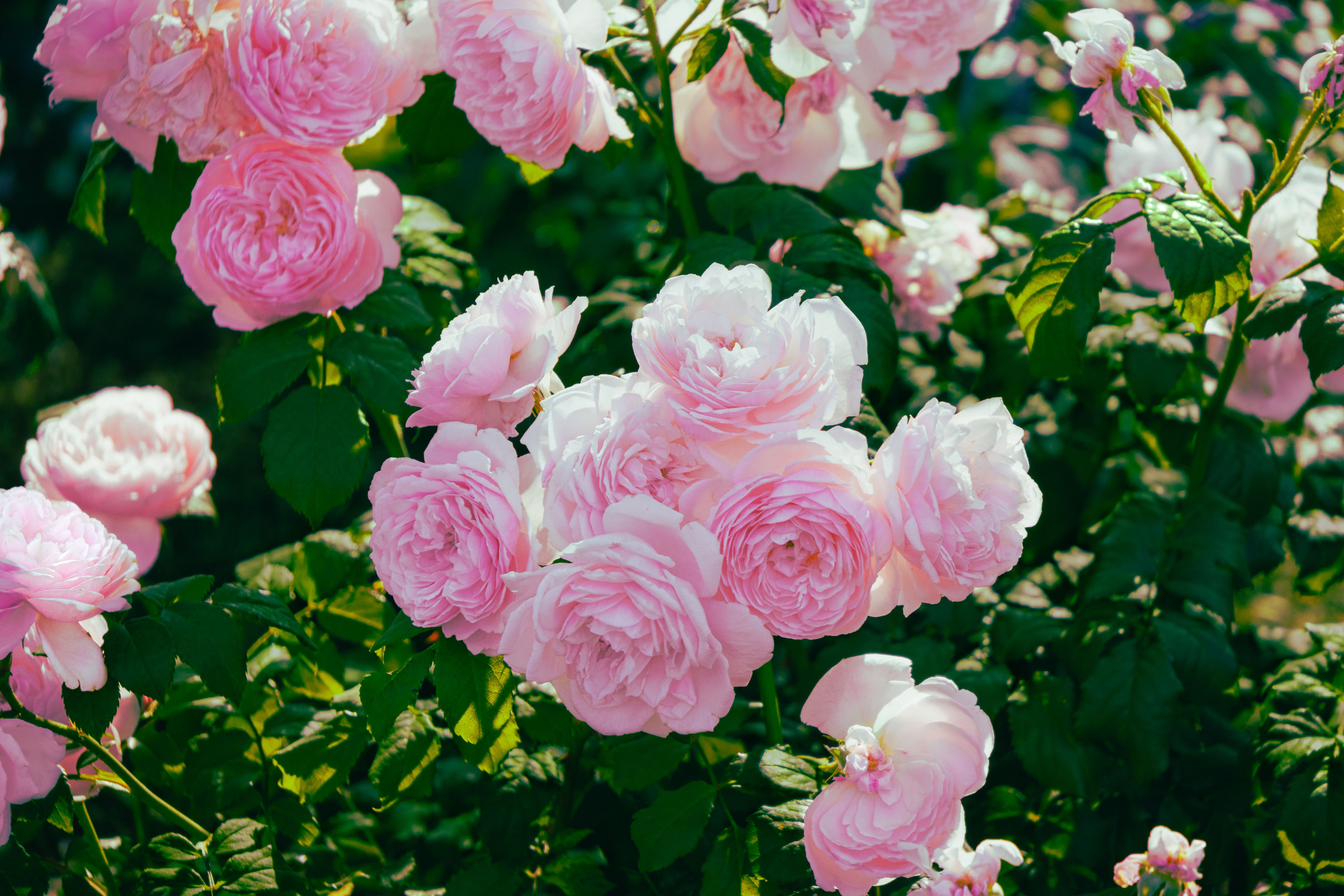Circular rose beds in full bloom around a white gazebo at Whetstone Park of Roses