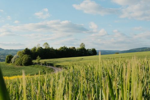 Free Tranquil rural scene featuring a lush green cornfield under a blue sky. Stock Photo