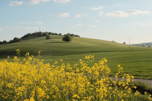Free A serene landscape with blooming rapeseed fields under a blue sky, perfect spring scenery. Stock Photo