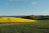 Panoramic View of Yellow Canola Field in Spring