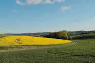 Lush Countryside with Blooming Yellow Canola Field