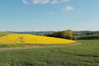 Spring Countryside Landscape with Yellow Canola Fields