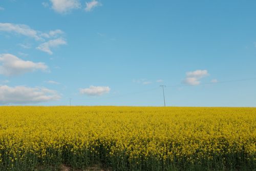 Free Vast canola field in full bloom beneath a bright blue sky, showcasing nature's beauty. Stock Photo
