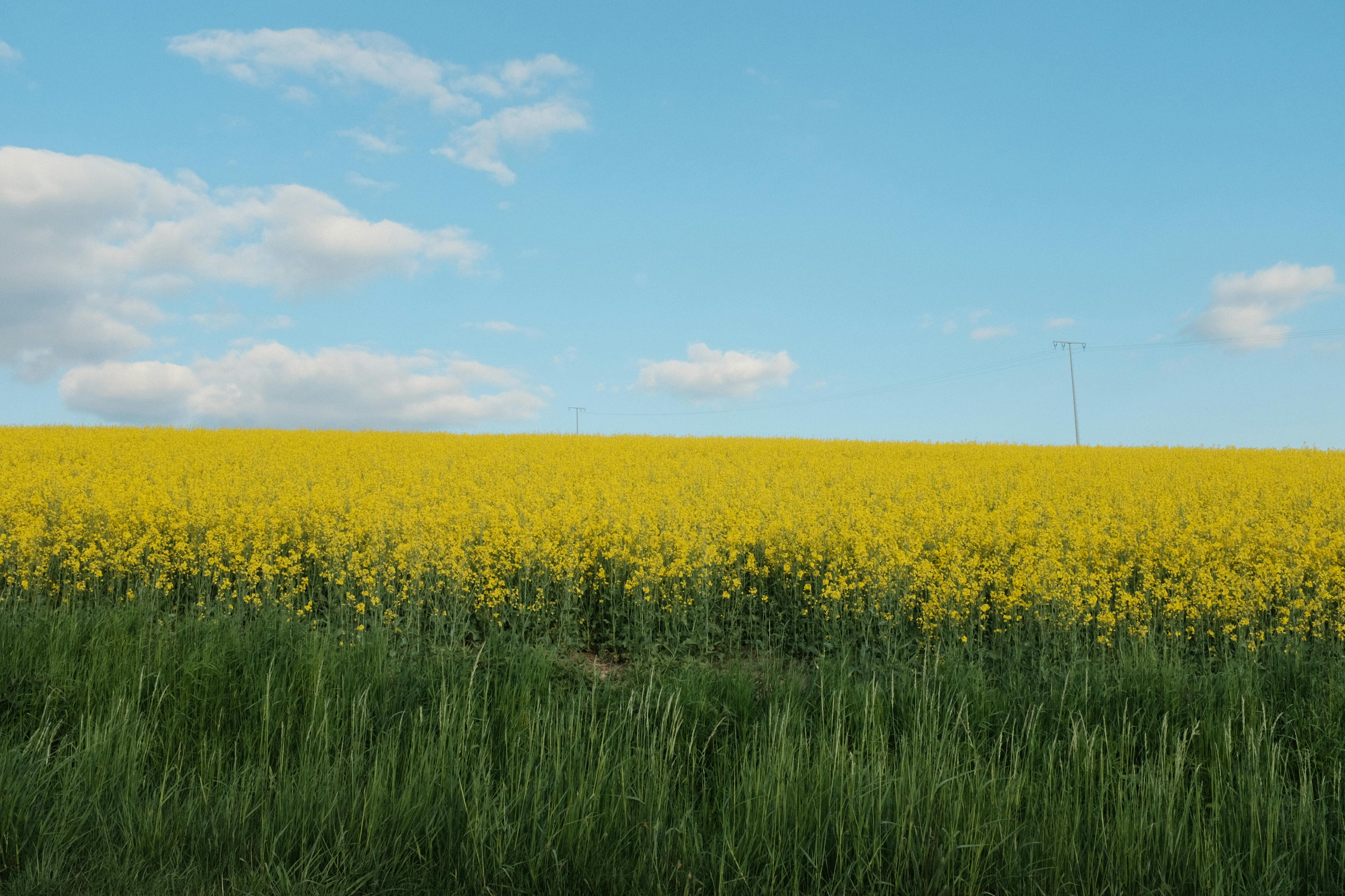 Building Urban Resilience with Green Infrastructure