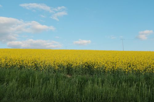 Free A lush canola field in bloom beneath a bright blue sky, perfect for nature and agriculture themes. Stock Photo
