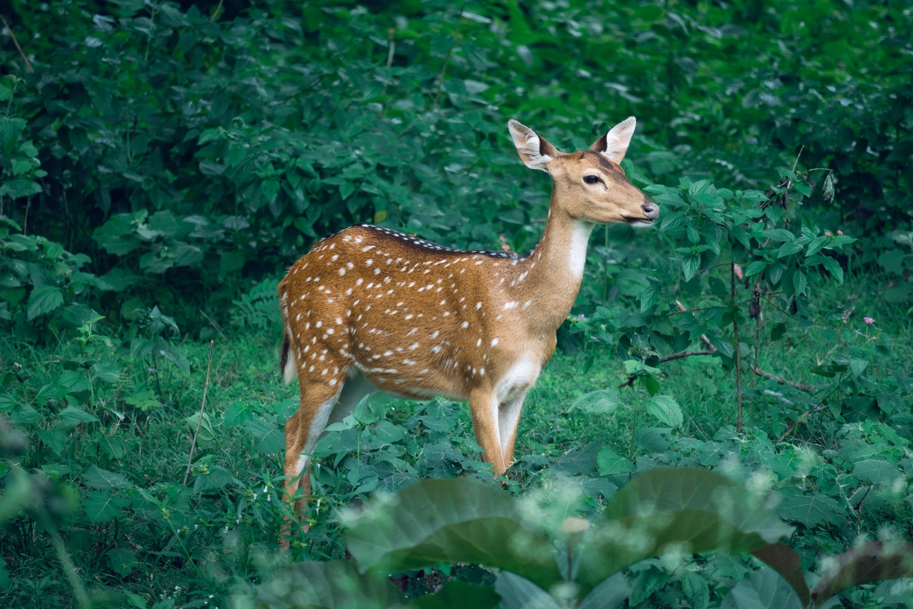 Bandipur in 2 Days: What to See and Where to Stay
