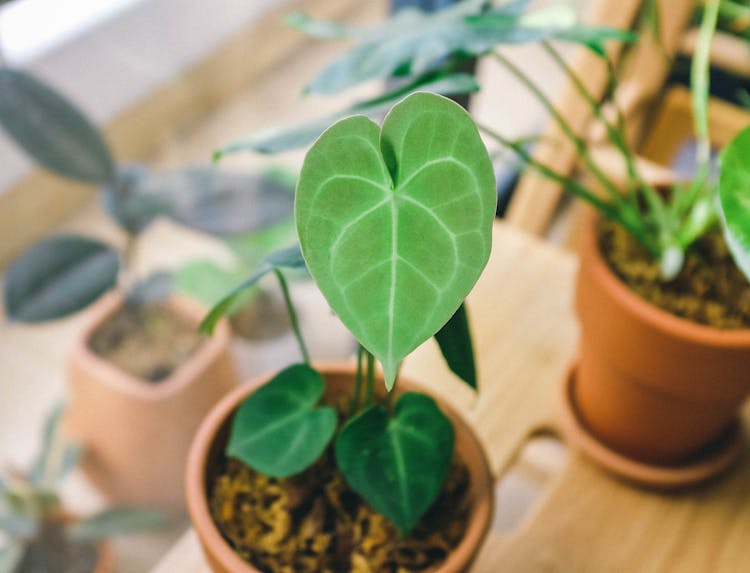 Anthurium Plant In A Pot