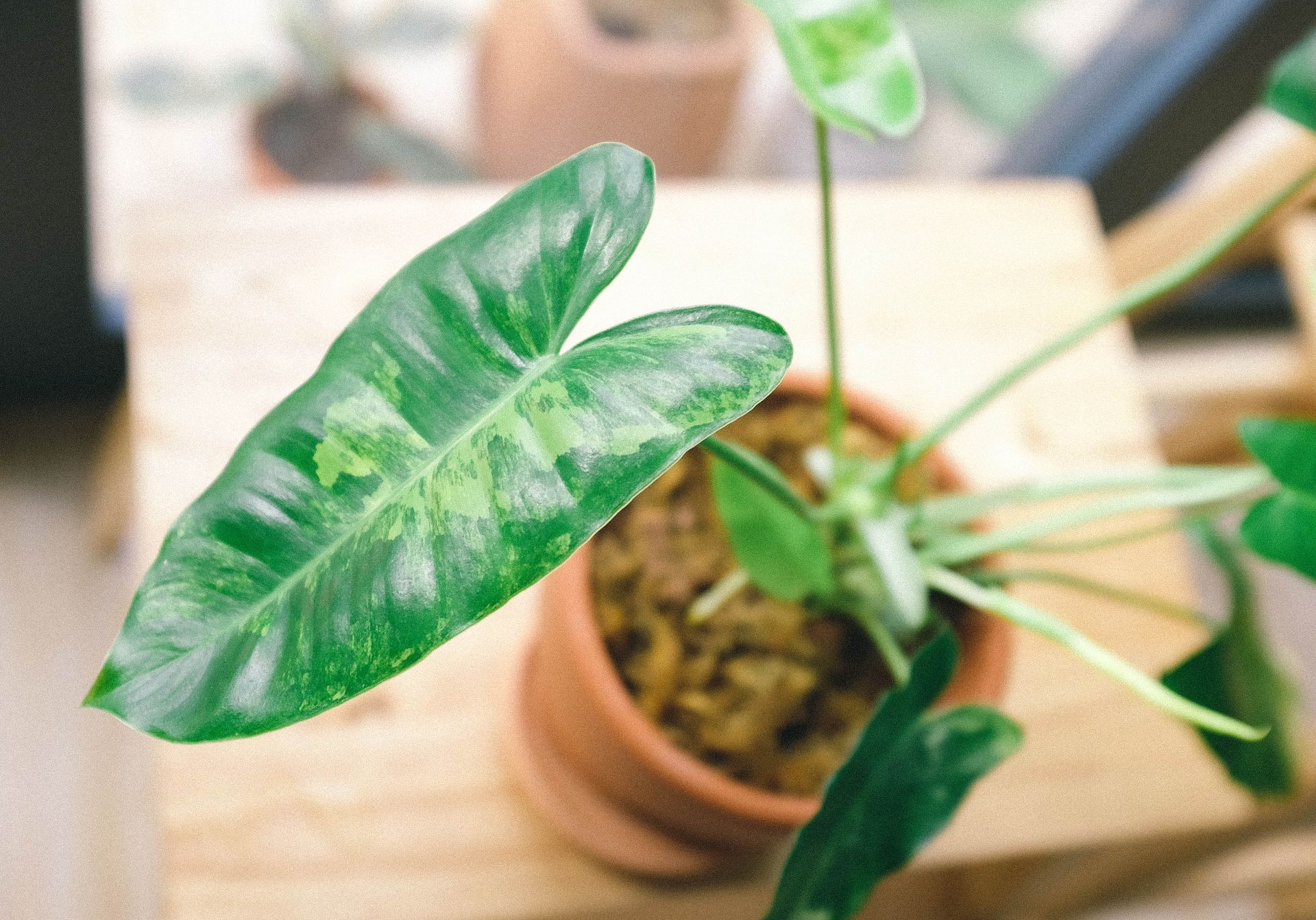 Close-up of a vibrant green philodendron houseplant in a clay pot on a wooden surface.