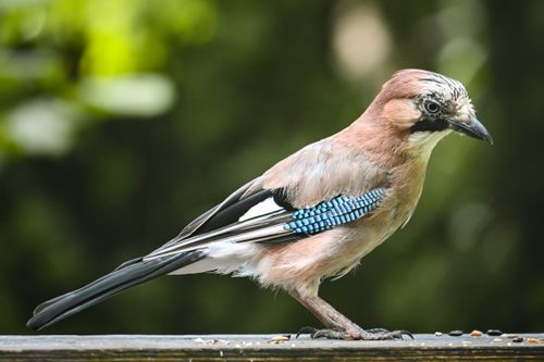 Free A close-up view of an Eurasian Jay perched outdoors, showcasing its colorful plumage. Stock Photo