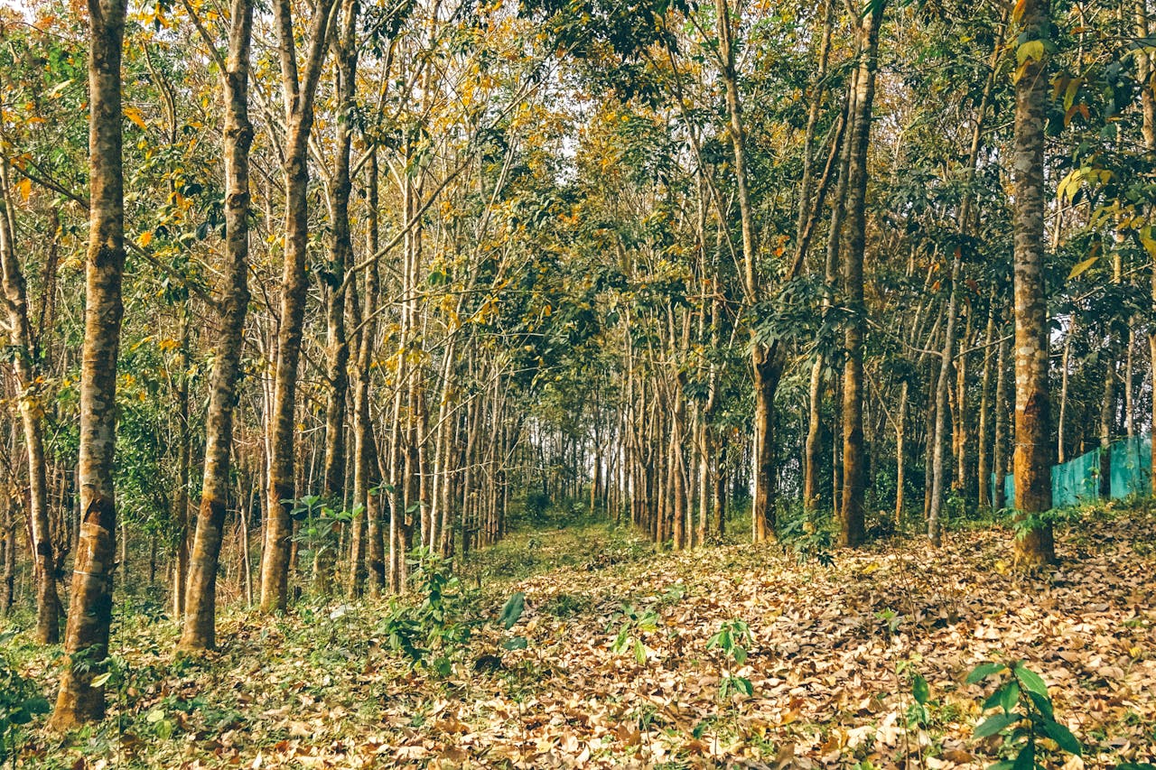 Sự sống trong vũ trụ phổ biến đến mức nào?