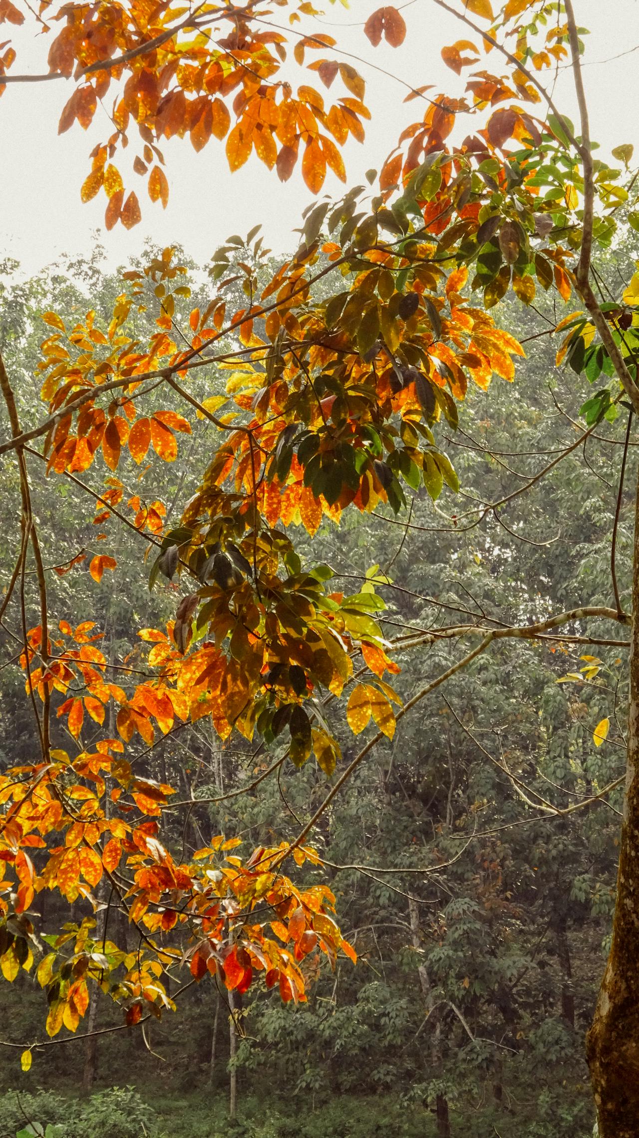 Hiểu về trái tim | Chương 15