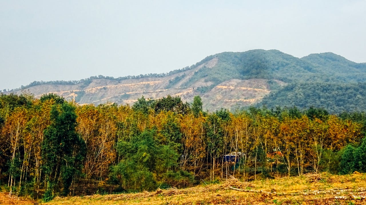 Tài liệu ôn thi tốt nghiệp THPT môn Ngữ văn 2026 – Hình ảnh thơ và khả năng gợi tả, gợi cảm