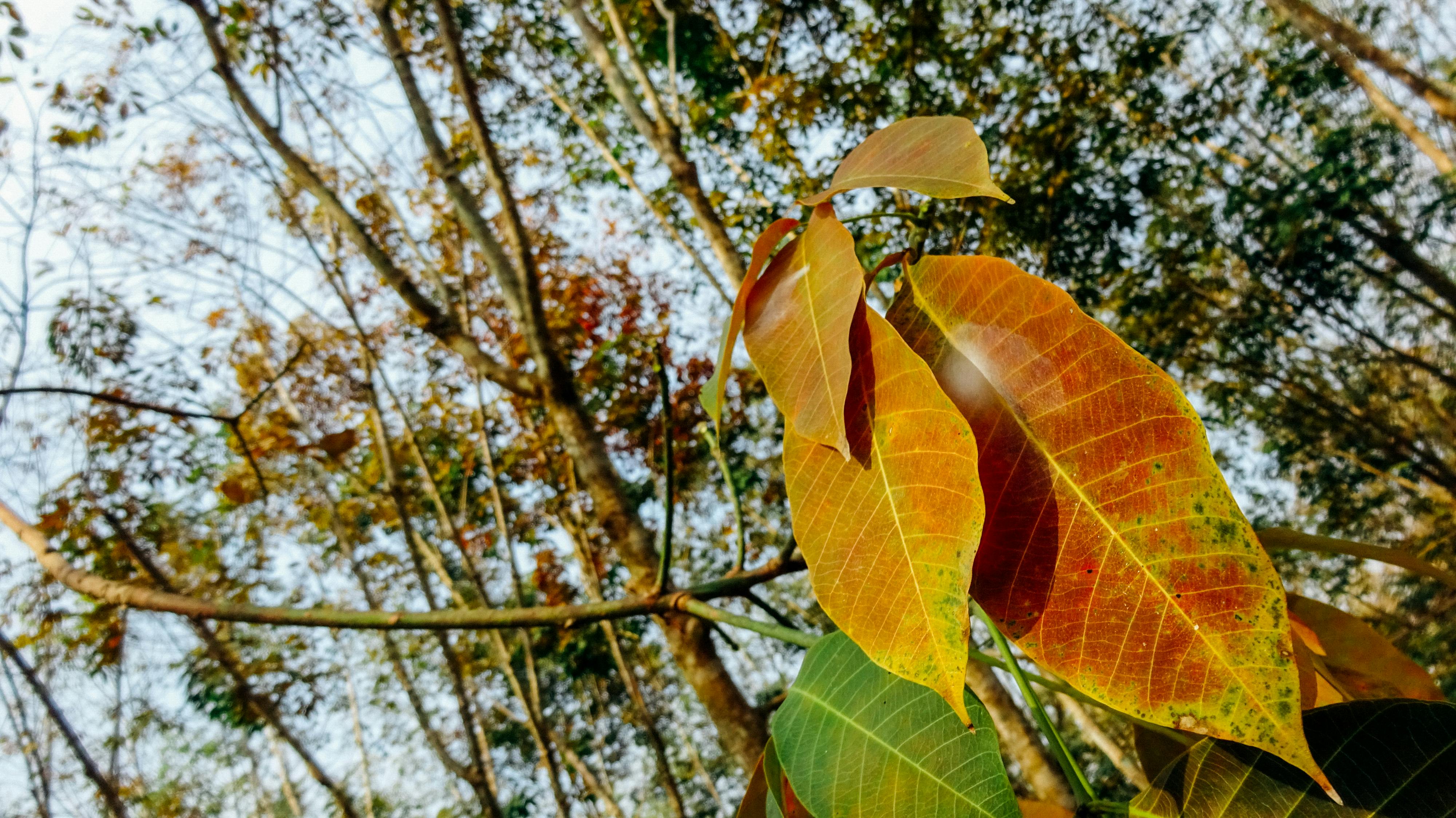Thiên long bát bộ | Chương 43