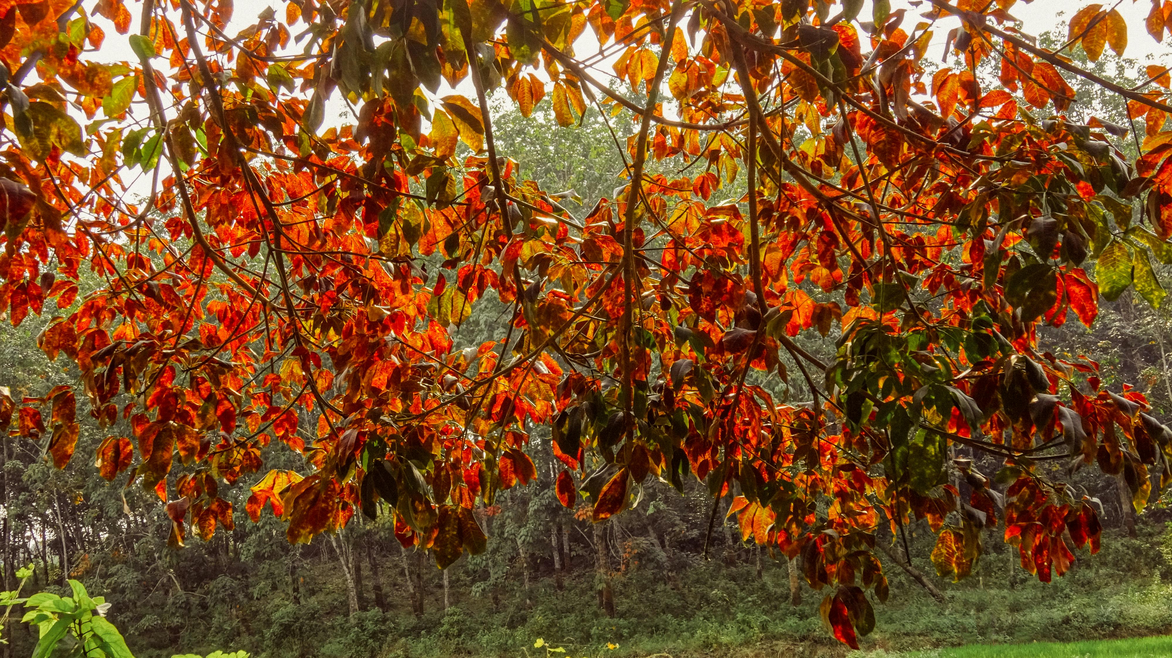 Chim lửa | Chương 67