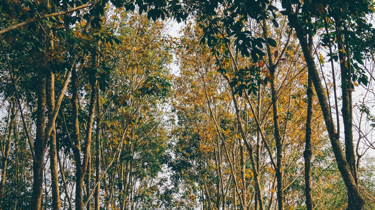 Các hình thức viết trong viết lách