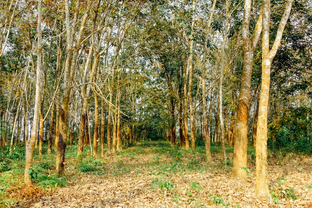 Tại sao chúng ta mơ?