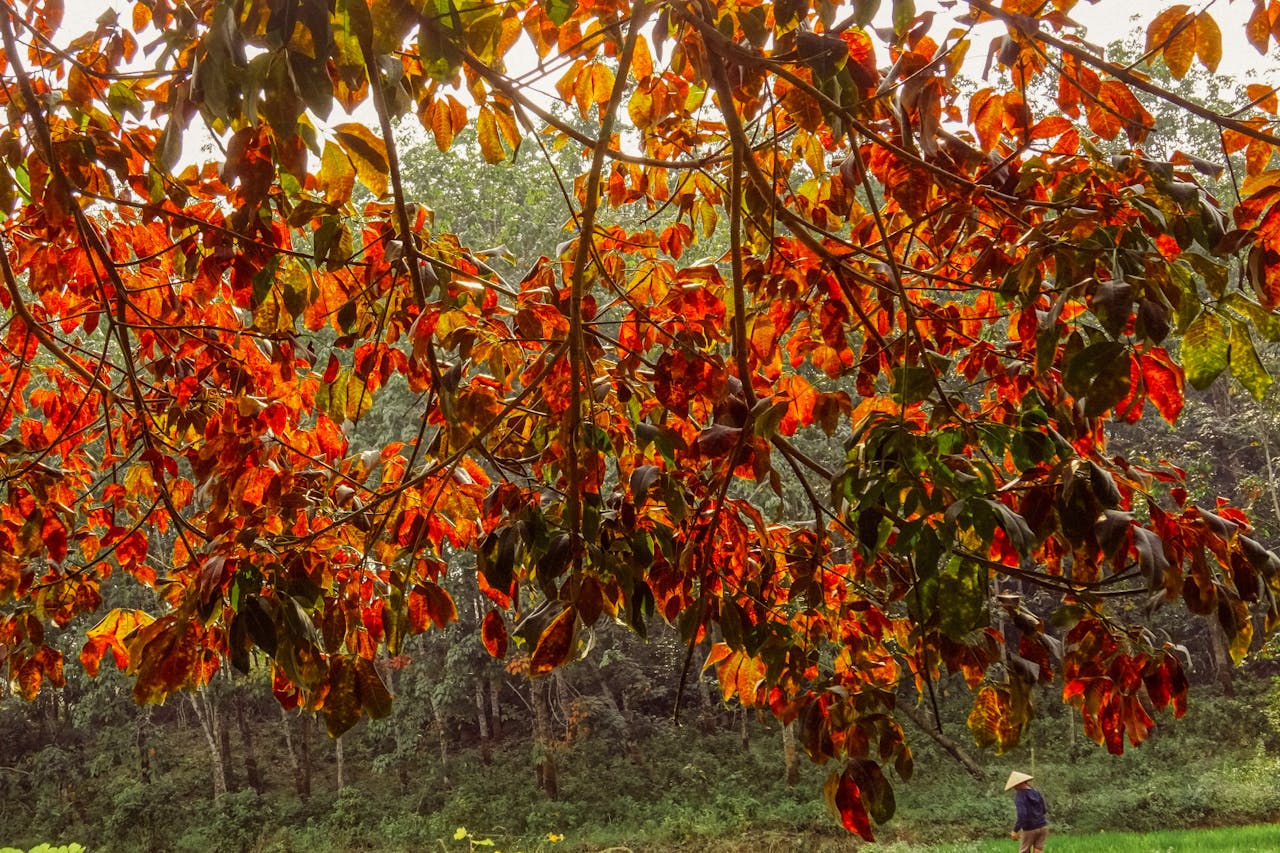 Biên niên ký chim vặn dây cót | Chương 02