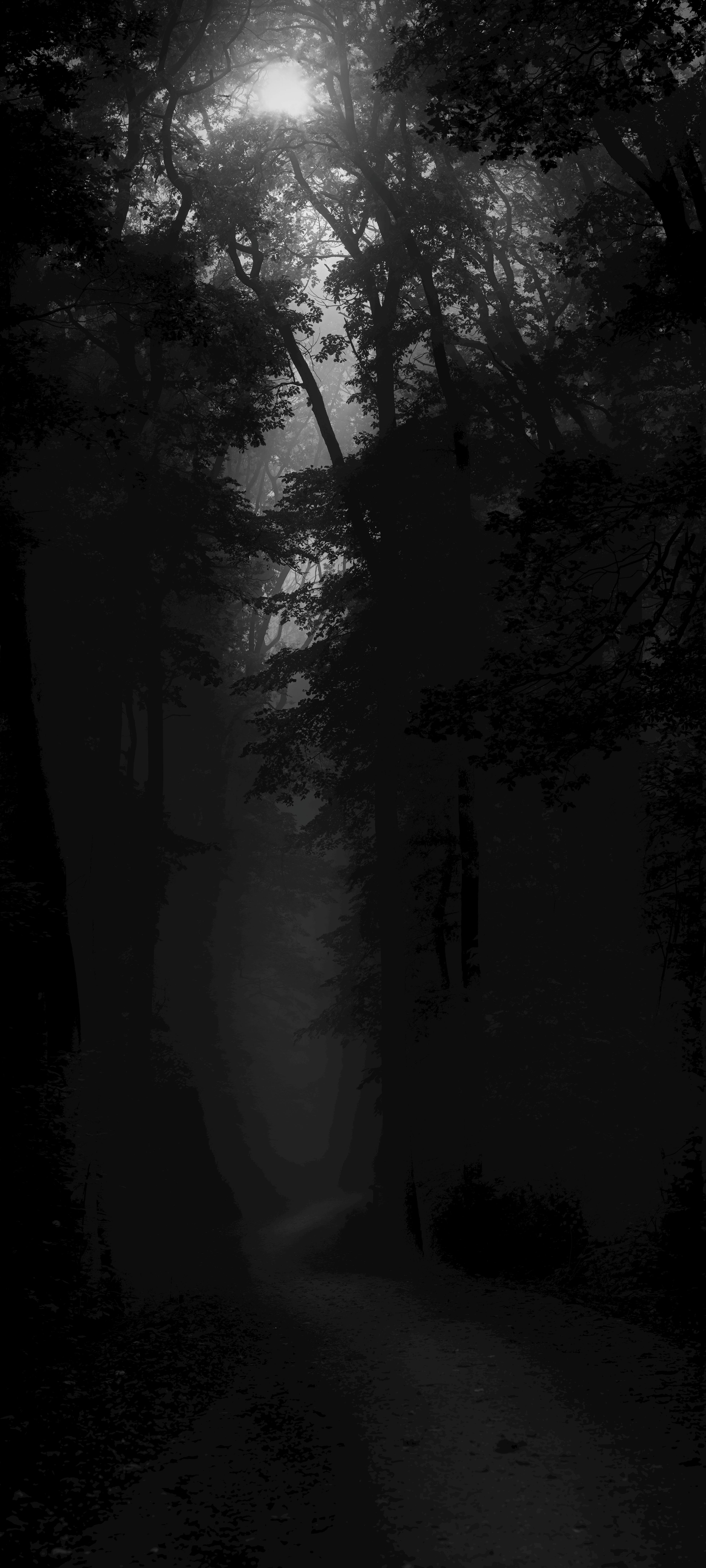 Dark Shadow Sunrays Forest 4K HD Dark Wallpapers | HD Wallpapers | ID #69485