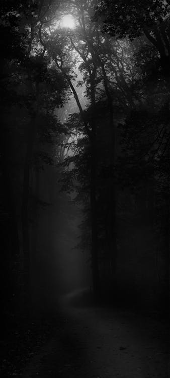 Free Greyscale Photography of Trees Stock Photo