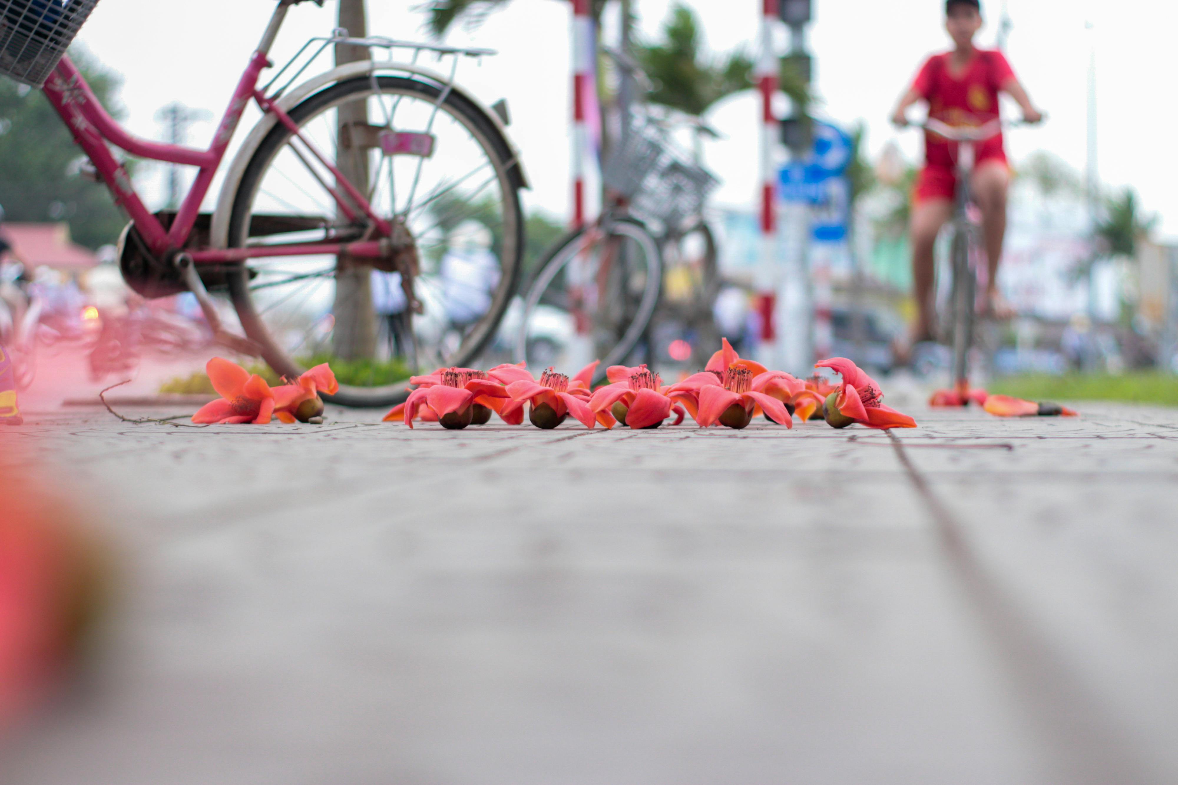 Chữa bệnh ở mèo tại nhà