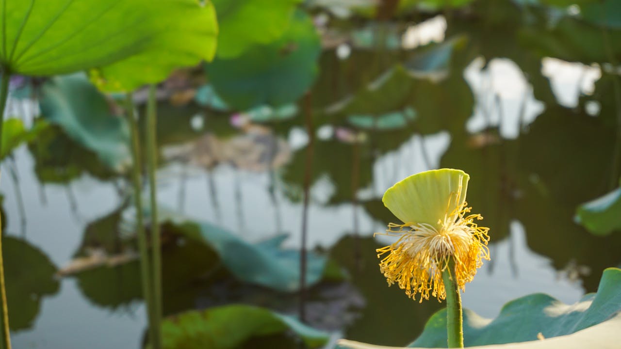 Chim lửa | Chương 12