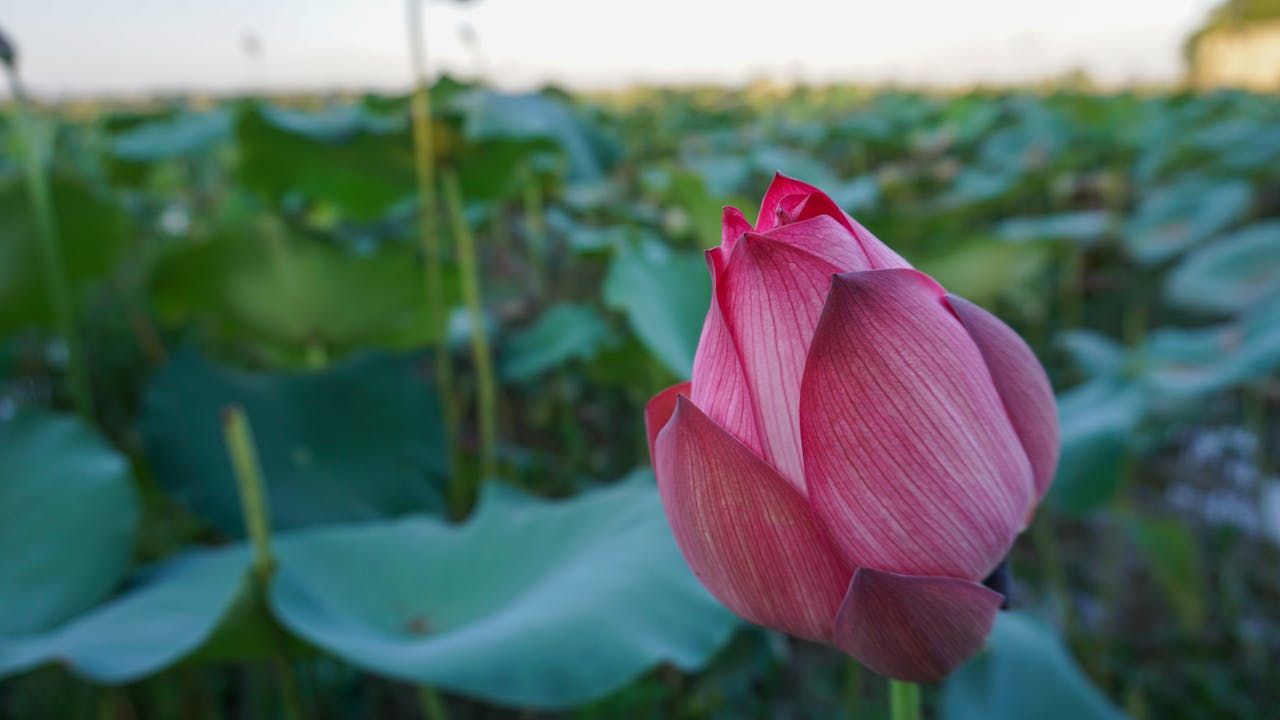 Biên niên ký chim vặn dây cót | Chương 26