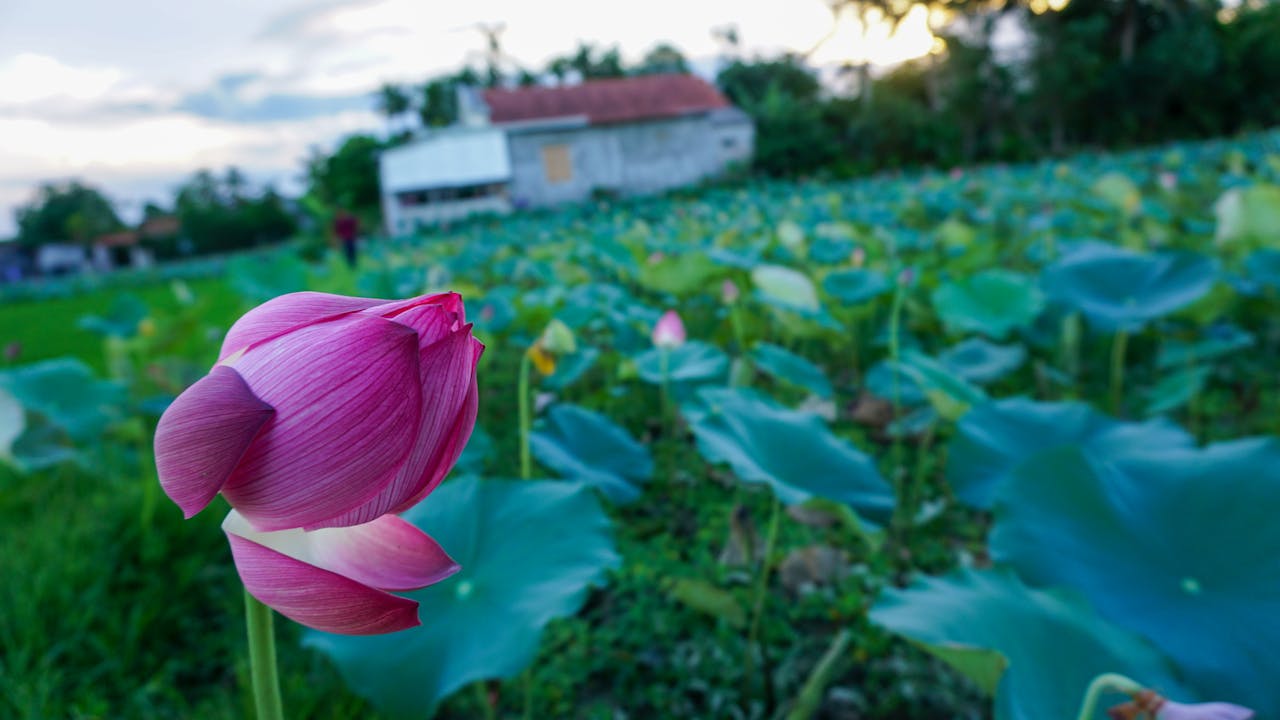 Giới thiệu về máy ảnh Sony Alpha 7 Mark II