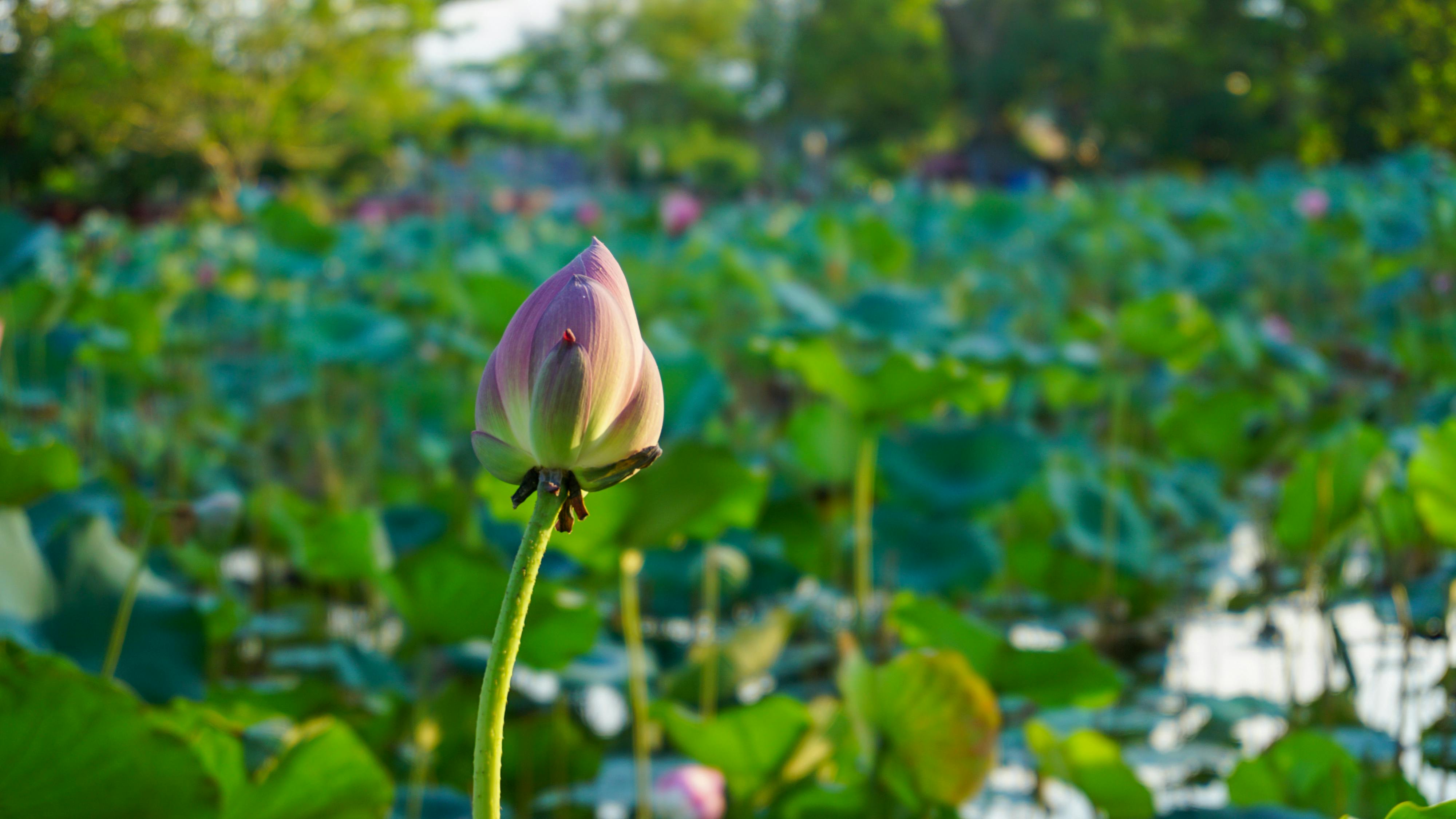 Hiểu về trái tim | Chương 16. Hiểu về trái tim | Chương 16. 184 – thu vien, van hoc, van hoc viet nam, doan van, ton giao, phat giao, thien van, thuc hanh ton giao, minh niem, hieu ve trai tim.