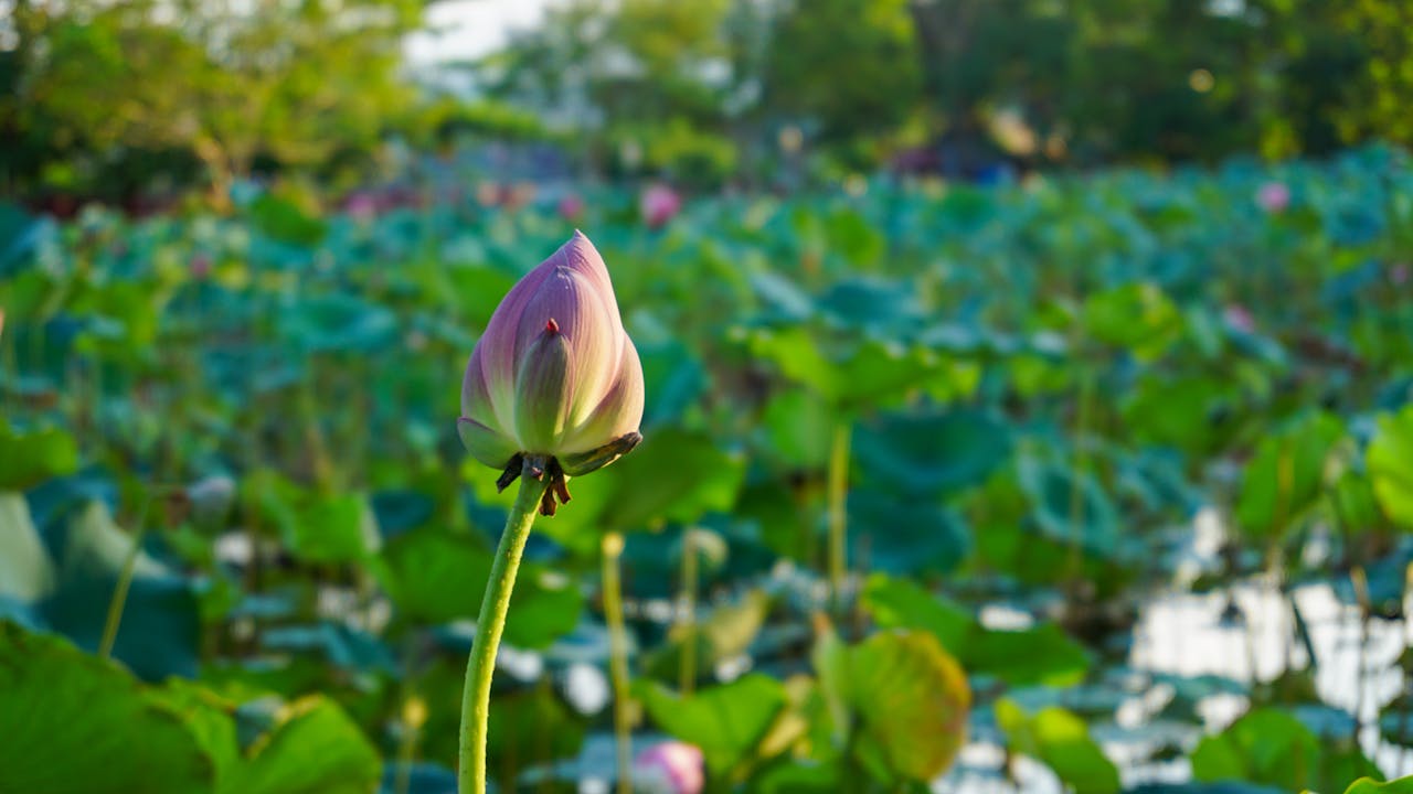 9 sự thật về tuyệt chủng toàn cầu và giải pháp