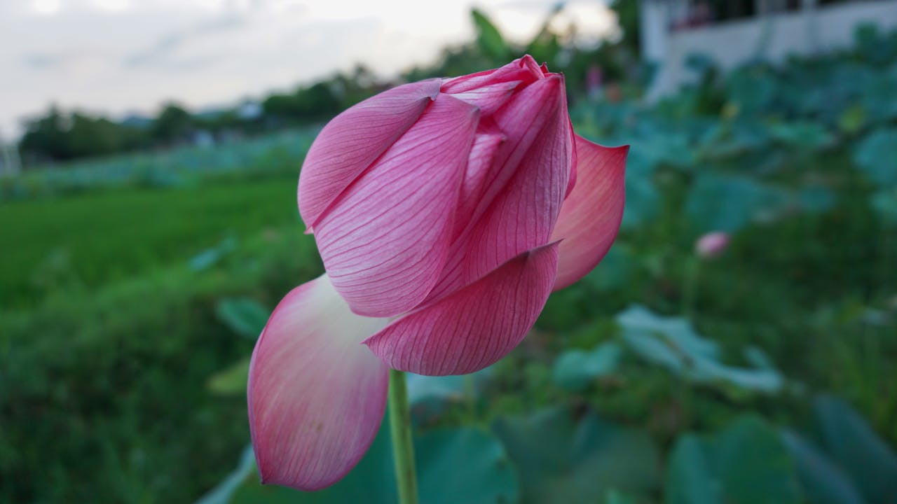 Chất kích thích ảo giác và chủ nghĩa tâm linh