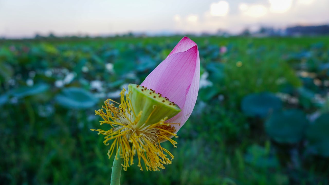 Đường xưa mây trắng | Chương 56