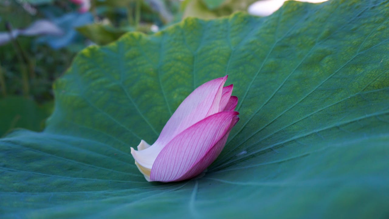 Tuyển tập sách của Nguyễn Ngọc Tư