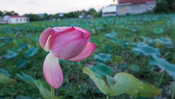 Trung tâm nghiên cứu văn học, phát triển nhà văn Việt Nam