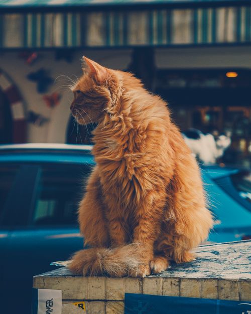 Free A fluffy ginger cat sits peacefully outdoors, basking in natural light on a city street. Stock Photo
