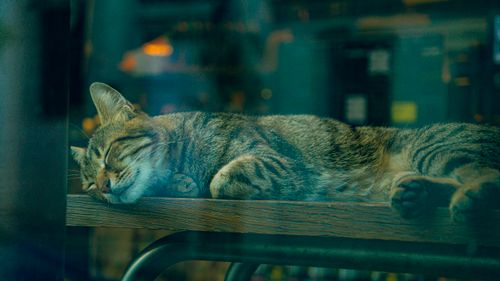Free A serene tabby cat peacefully sleeping on a wooden table in a cozy, dimly-lit environment. Stock Photo