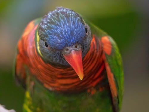 Foto profissional grátis de jardim zoológico, papagaio, safári