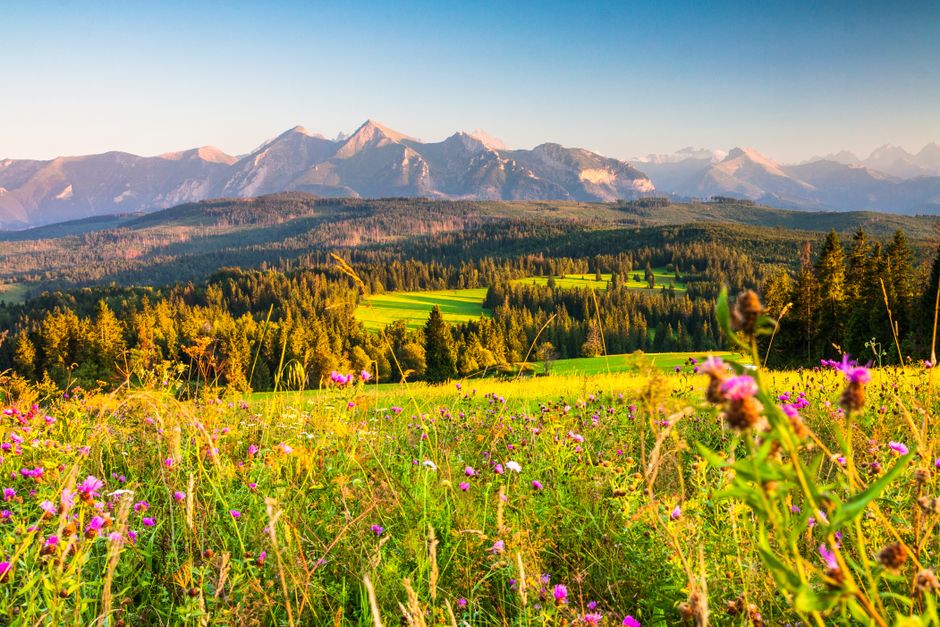 Stunning view of the Tatra Mountains in Poland with vibrant wildflowers in the foreground.