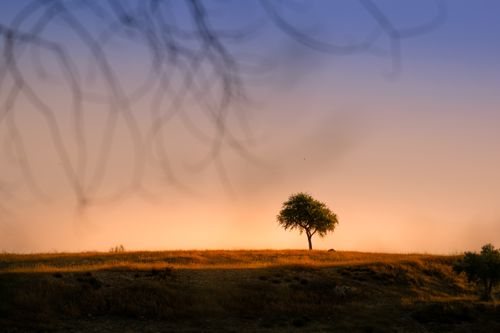 Free A solitary tree stands on a hill at sunrise, creating a dramatic landscape scene. Stock Photo