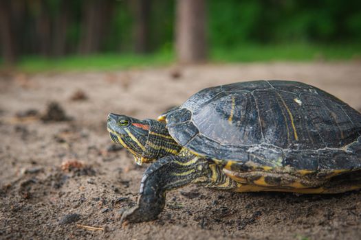 A turtle rests on sandy ground with a blurred forest background.