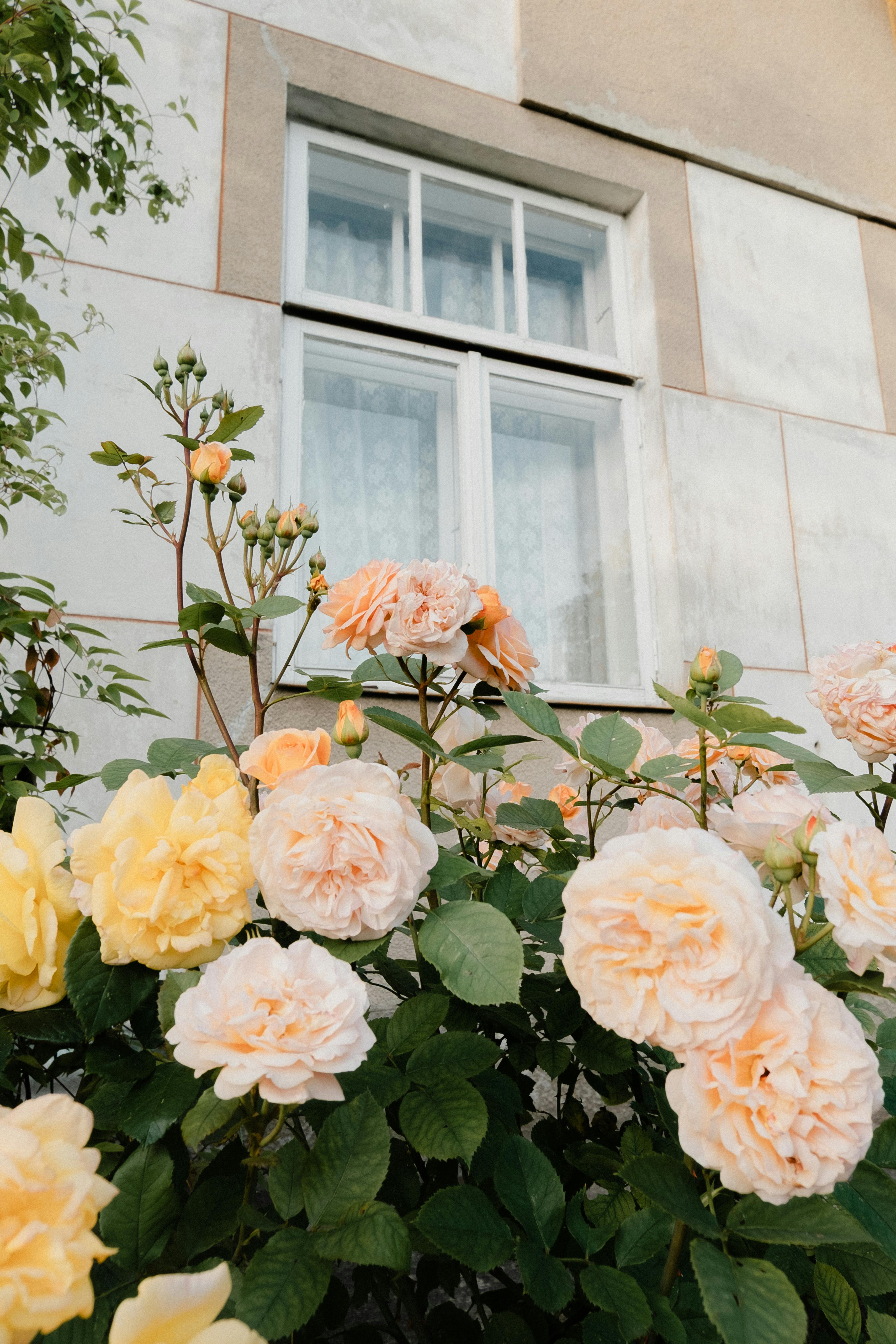 Charming peach and yellow roses bloom near a window, capturing the essence of summer beauty.
