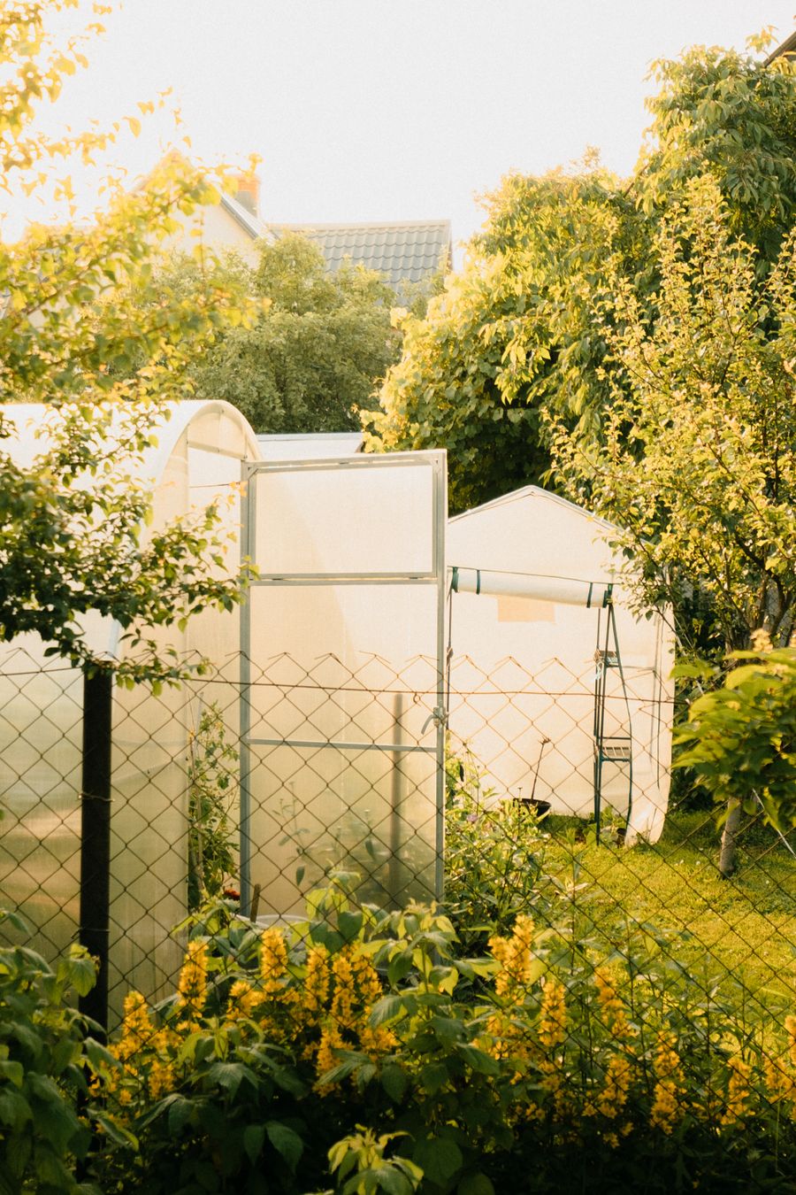 Backyard garden with greenhouse