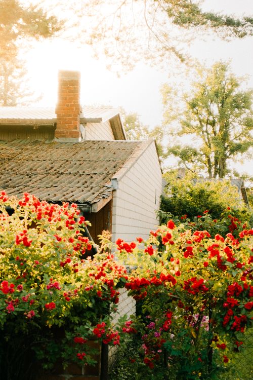 Red Cottage Roses Background Charming Cottage Surrounded by Vibrant Red Roses · Free Stock Photo