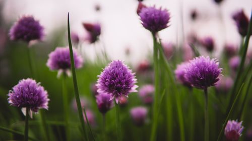 Free Close-up of vibrant purple chive blossoms in bloom during spring outdoors. Stock Photo