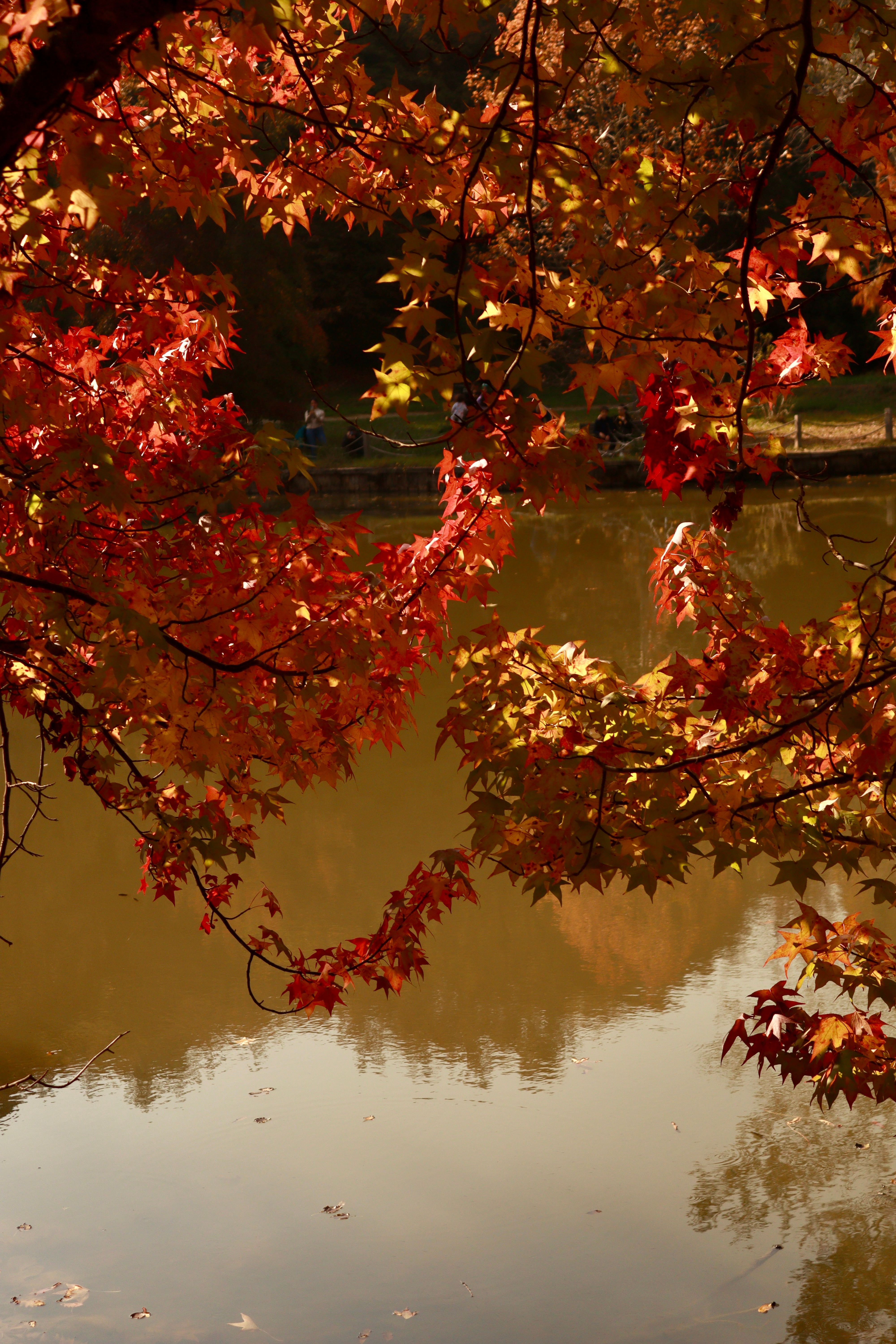 Vibrant Autumn Leaves Reflecting on Serene Lake · Free Stock Photo