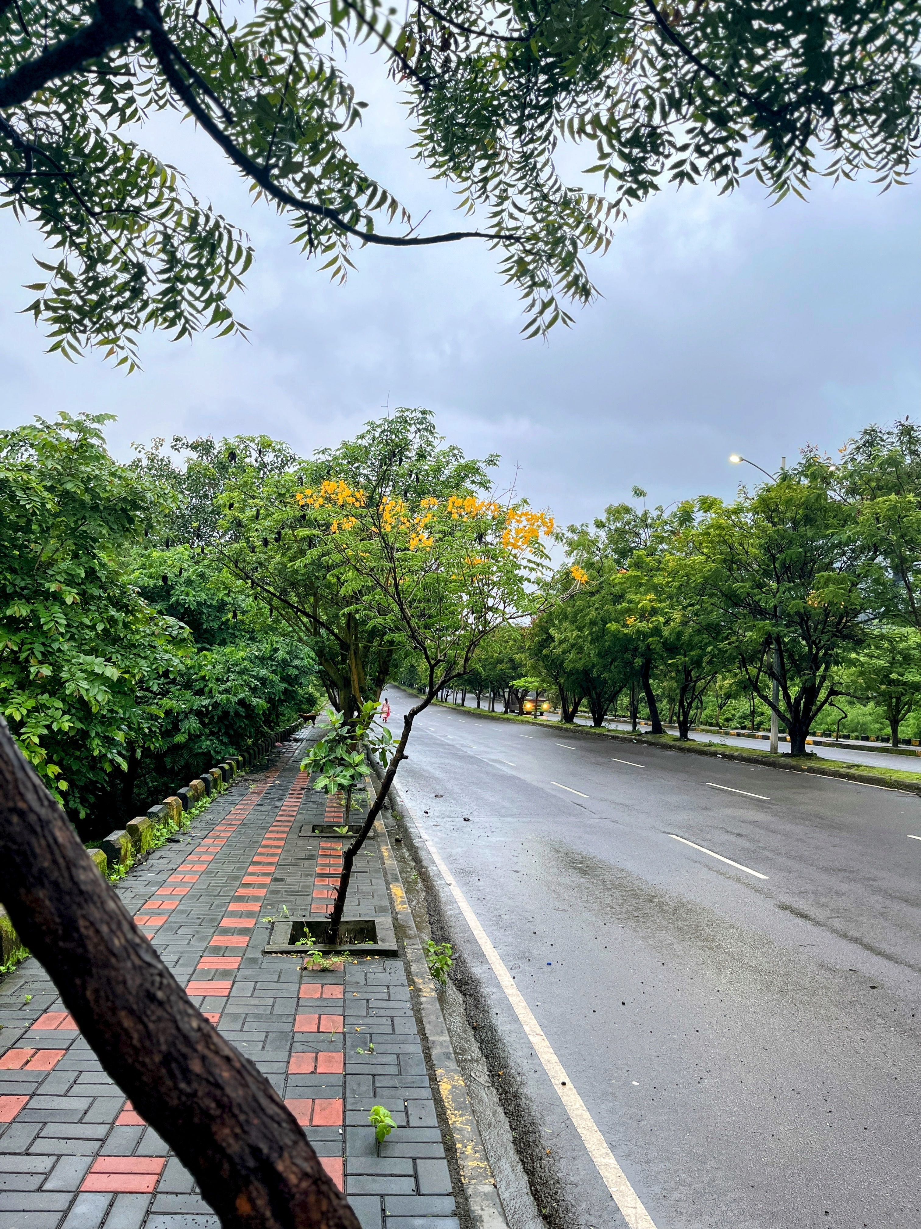Free A peaceful tree-lined road in Pimpri-Chinchwad, India, showcasing lush greenery after a rainfall. Stock Photo