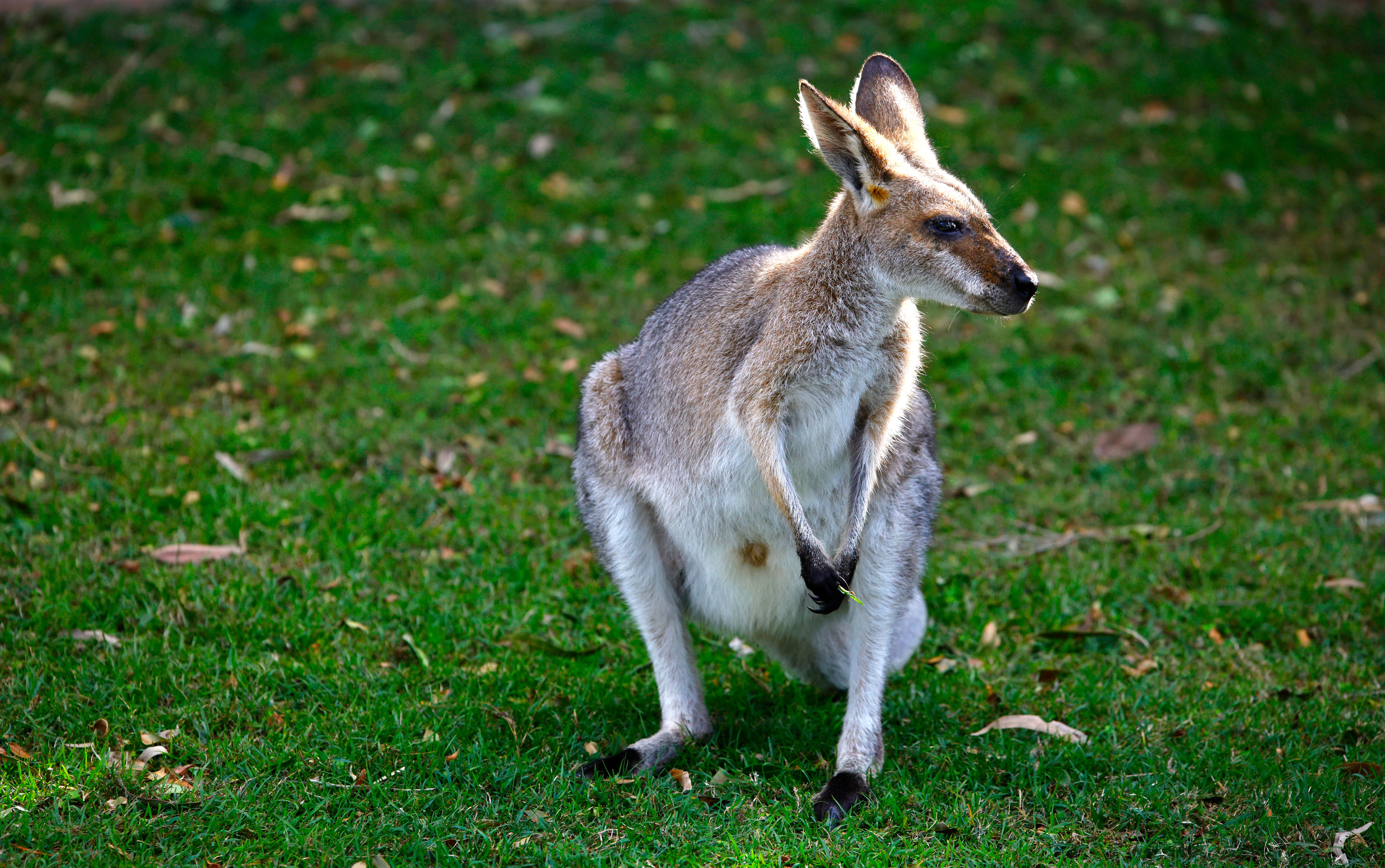 A close-up of a wallaby in its natural habitat, showcasing wildlife in sunlight.
