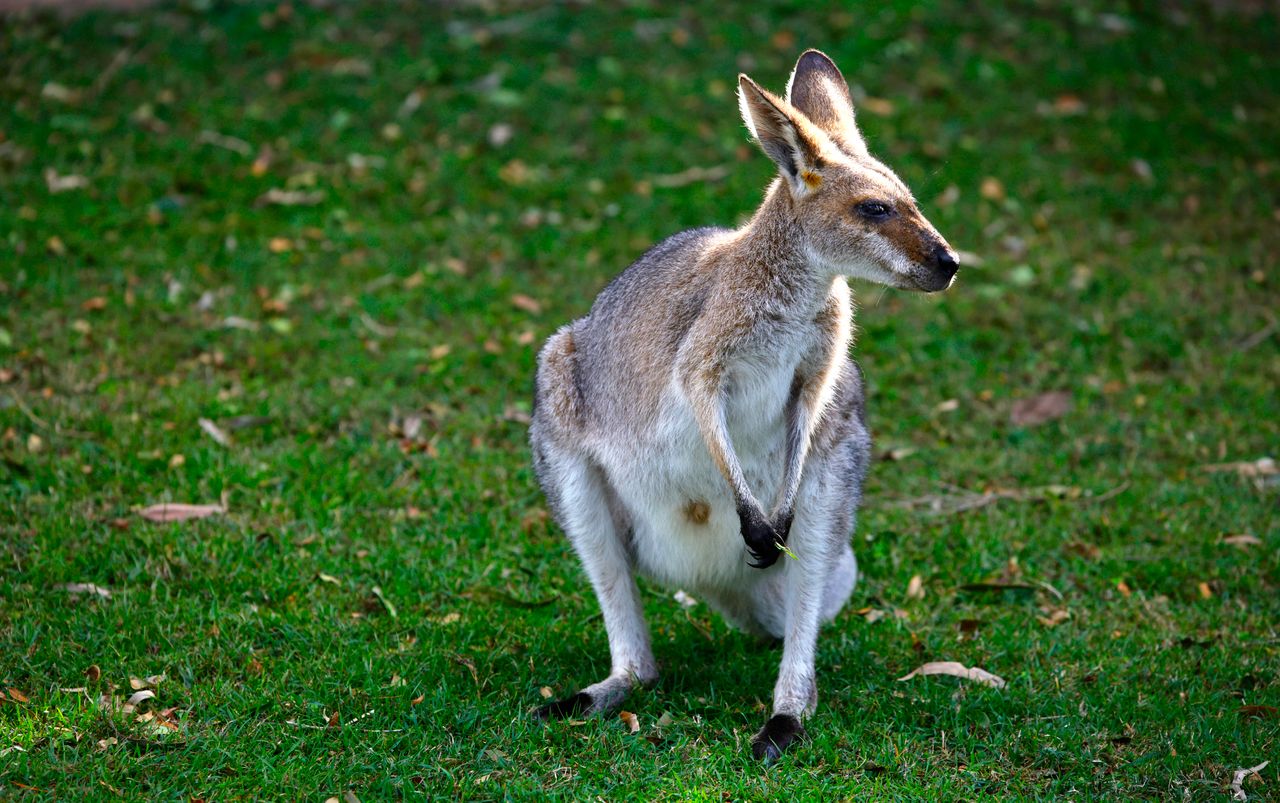 a close up of a wallaby in its natural habitat showcasing wildlife in
